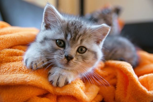 „Ich habe Katzen getötet, um meine Triebe zu mäßigen“ – Teenager wegen Tierquälerei verurteilt